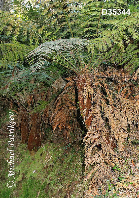 Dicksonia sellowiana (Dicksoniaceae, Pteridophyta)